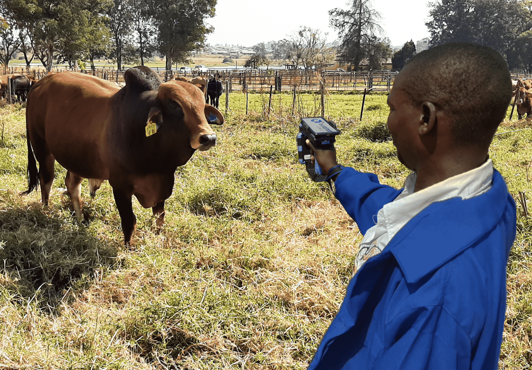 E-Livestock Global Launch Mastercard Blockchain-Based Solution