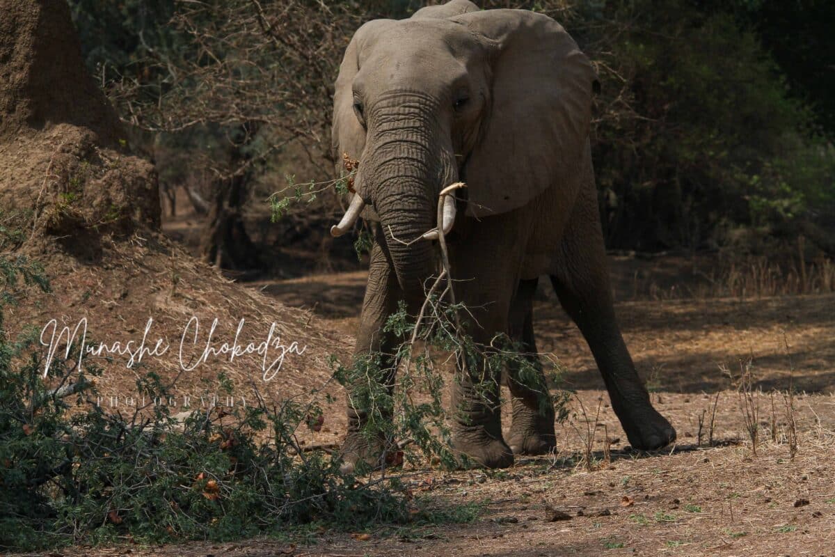 Elephant